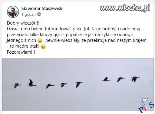 Nawet gęsi jebią PiS