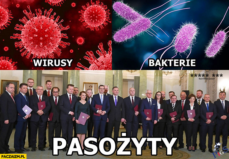 Pasożyty
