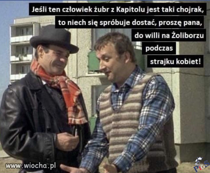 Żubr chojrak