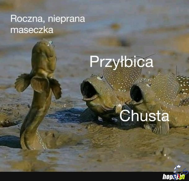 Przylbica maseczka komin chusta, Lech Kaczyński bierze w usta
