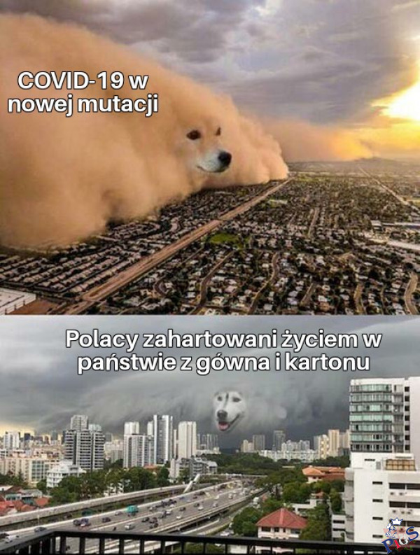 Covid vs. Polacy