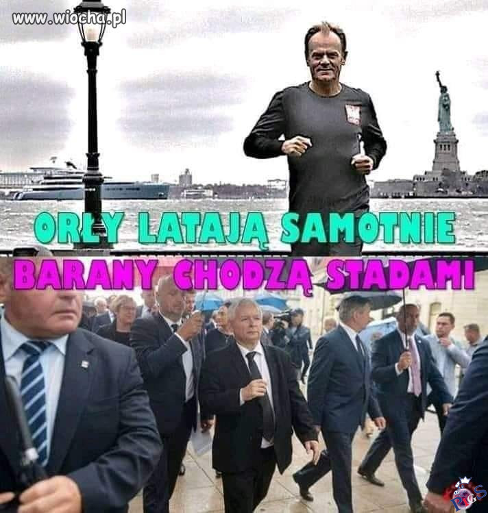 Orły vs. barany