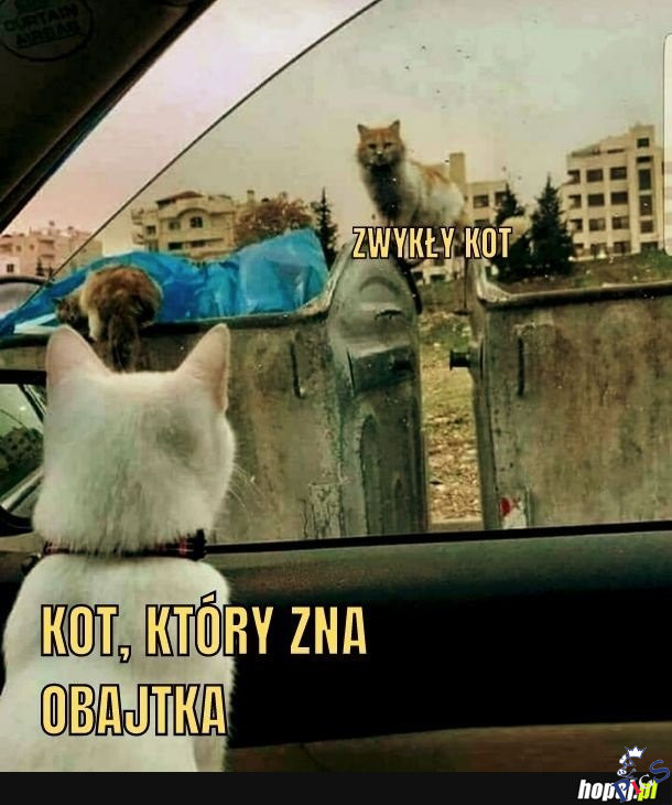 Są koty równe i równiejsze