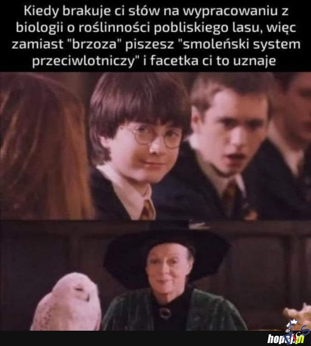 Synonim brzozy