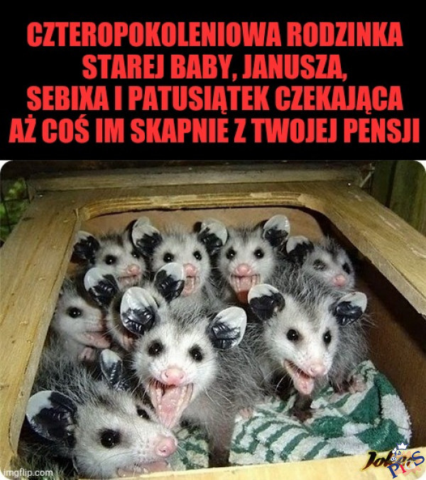 Patusy czekajo