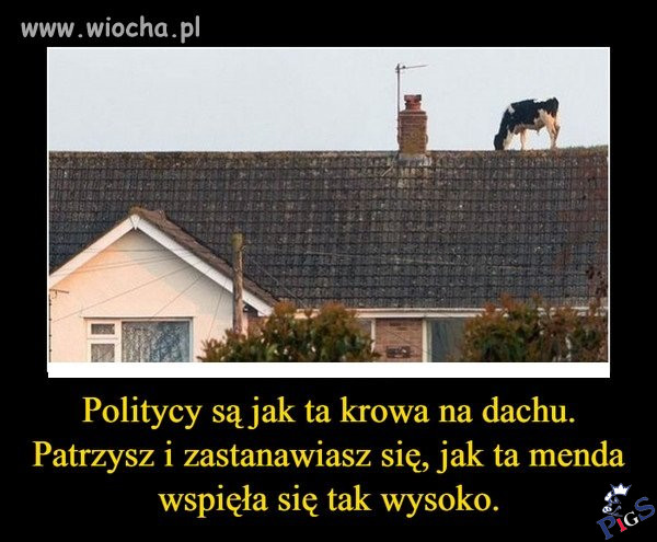 Politycy są jak krowa na dachu