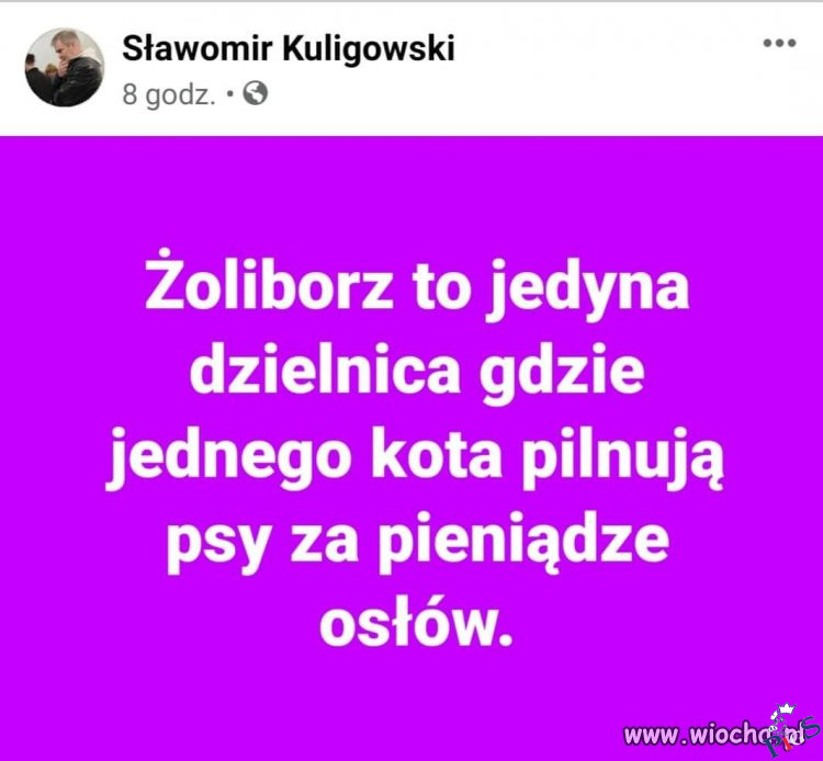 Psy za pieniądze osłów