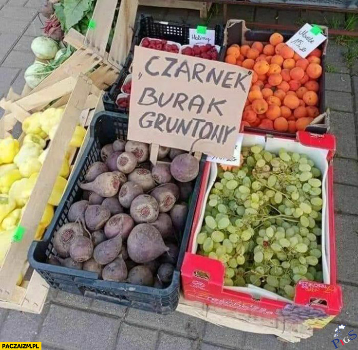 Czarnek – burak gruntowy