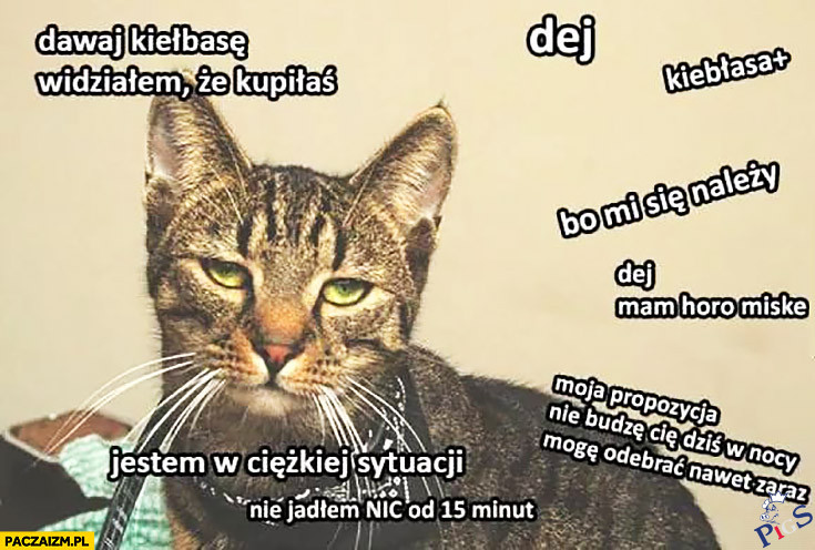 Gdyby w kocim świecie też rzondził PiS