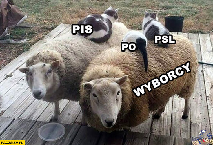 Owce i tłuste koty