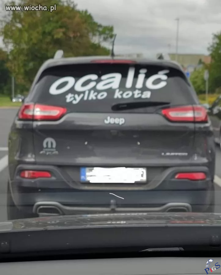 Ocalić tylko kota