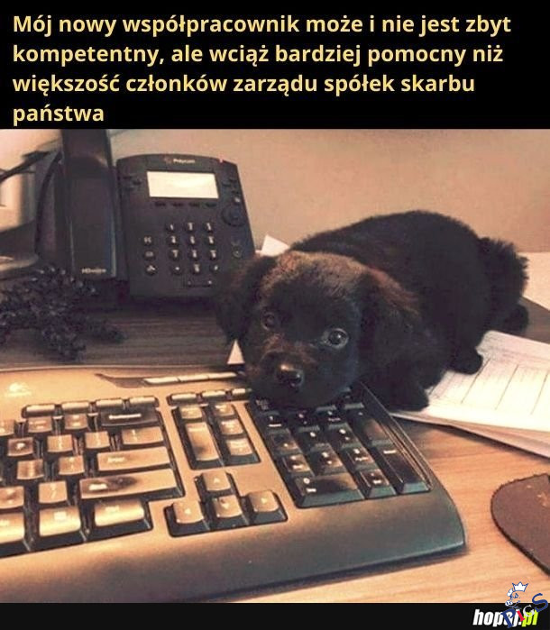Wciąż lepszy niż członek zarządu SSP