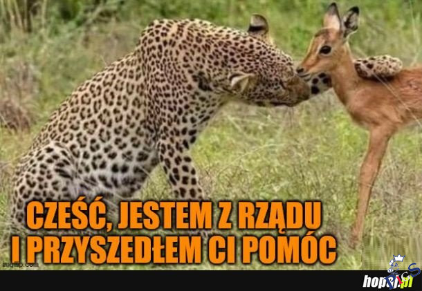 Niedźwiedzia przysługa