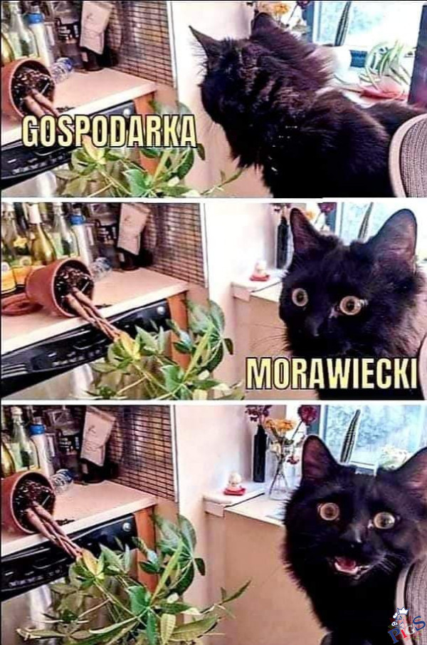 Morawiecki i gospodarka