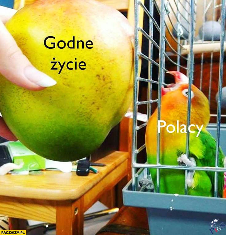 Jak rząd oferuje godne życie Polakom