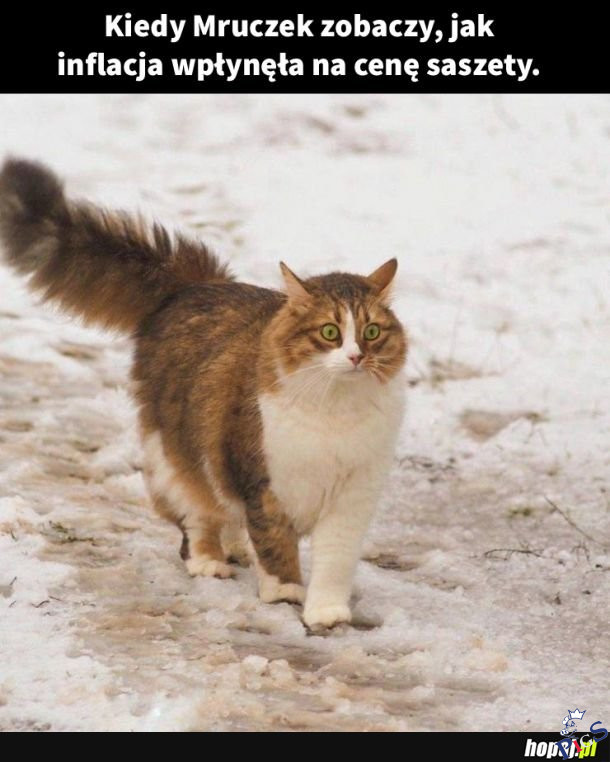 Sorry kocie, będą resztki z obiadu
