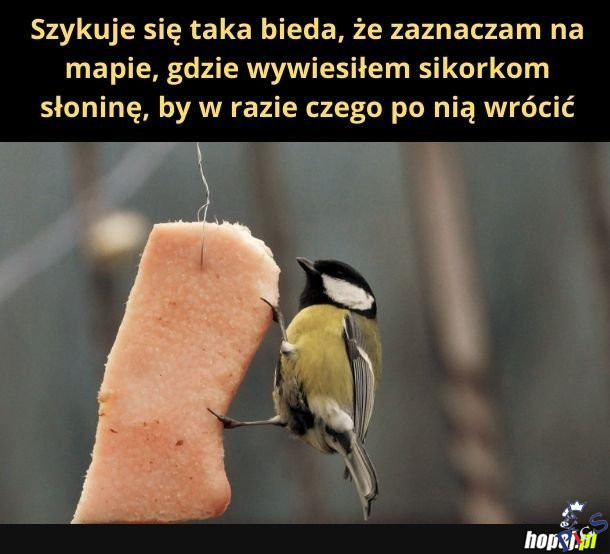 Kto tę biedę zafundował?
