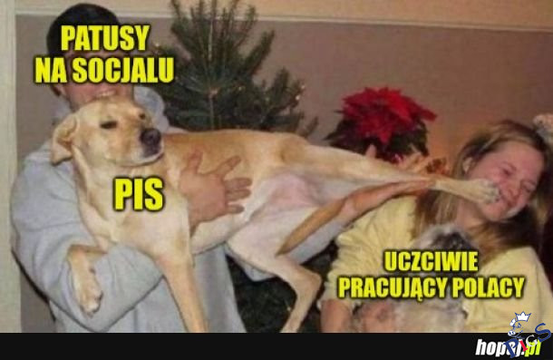 Pies a nie PiS