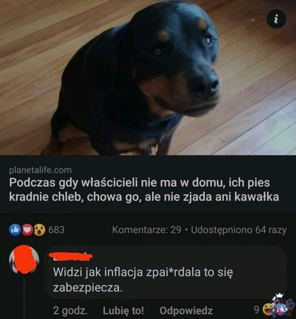 Pies chyba nie ogląda Wiadomości