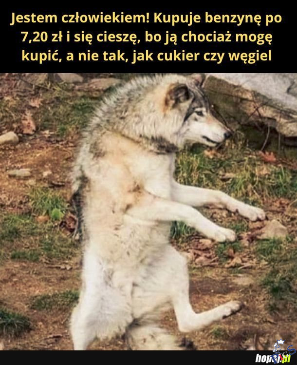 Człowiek