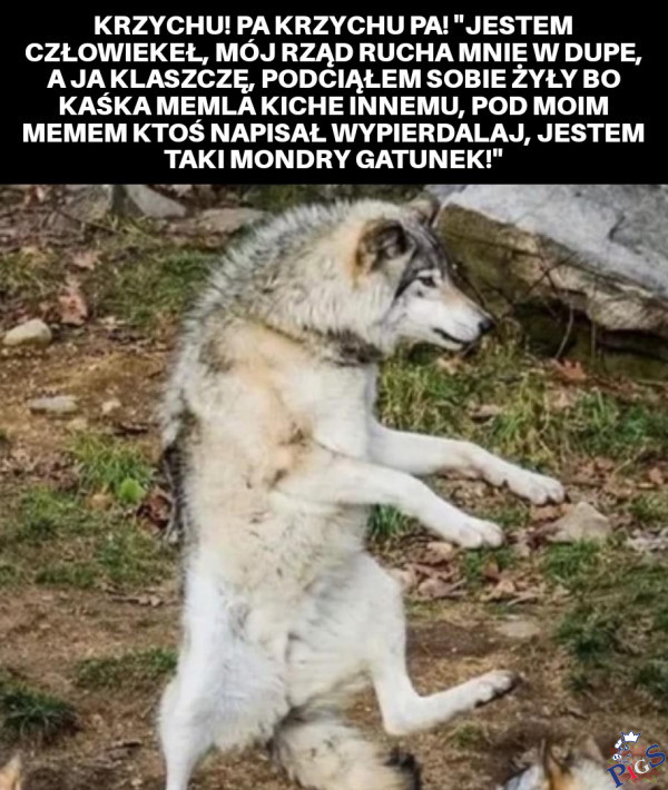 Człowieki to są mondre istoty