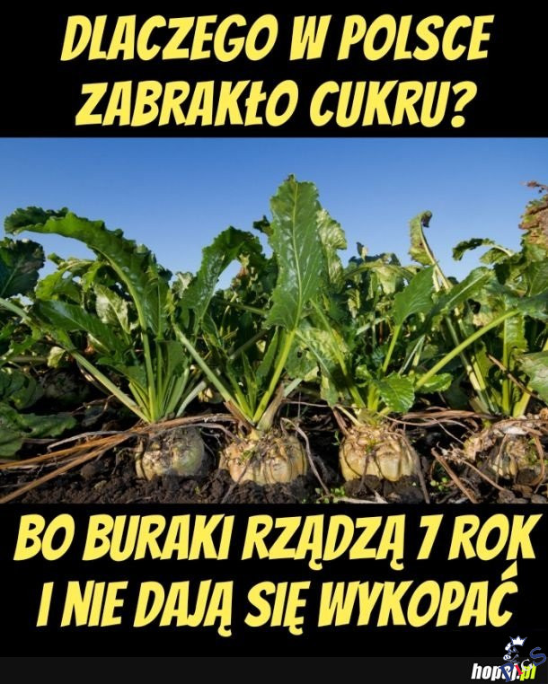 Dlaczego w Polsce zabrakło cukru?