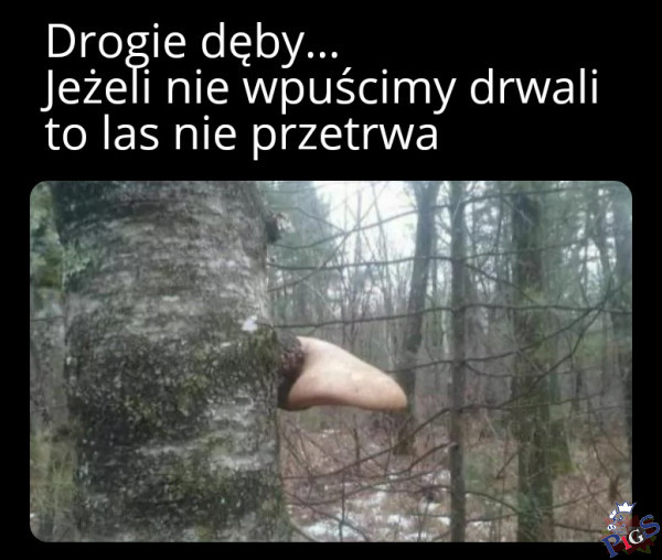 Gdyby Mati był drzewem