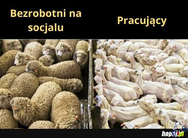 Porównanie