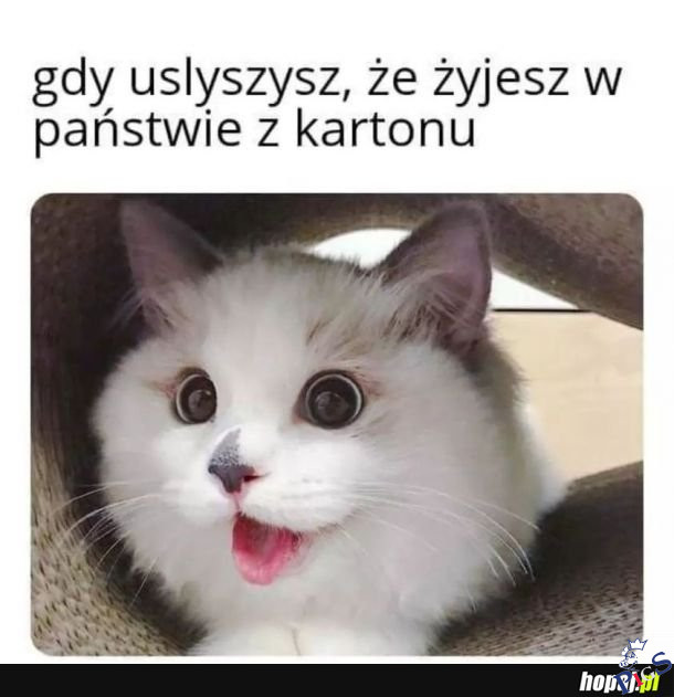 Tylko kitku się cieszy