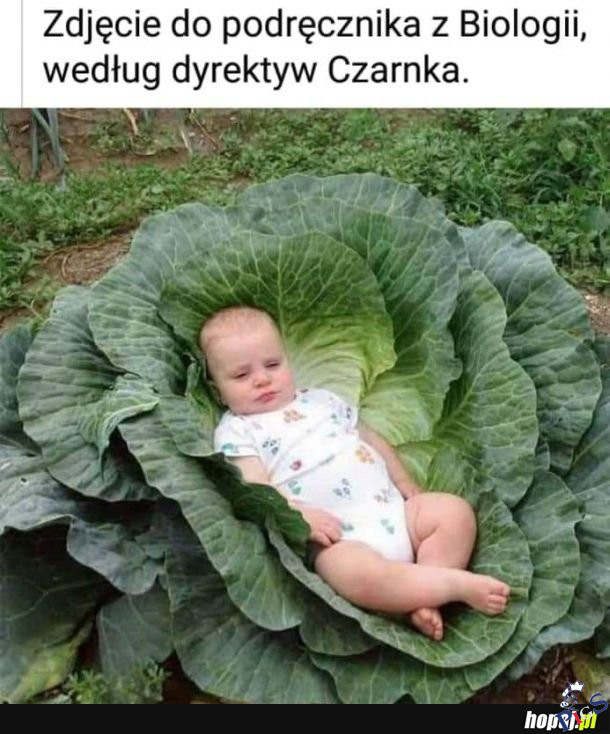 Zdjęcie do podręcznika biologii