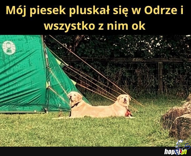 Piesek, który wypluskał się w Odrze