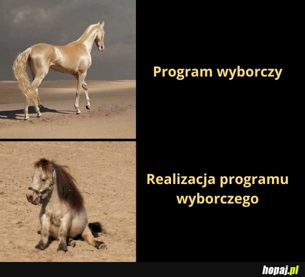 Program wyborczy