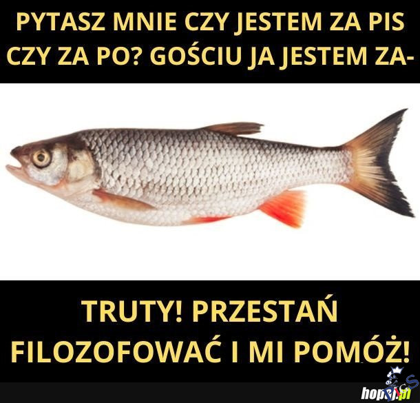 Pytasz mnie, czy jestem za PiS