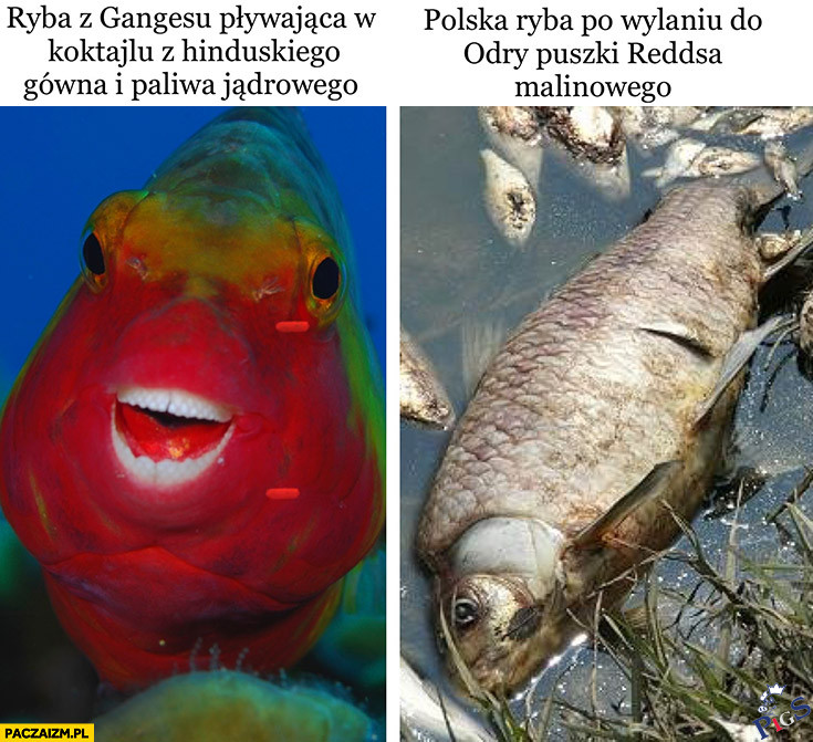 Ryba hinduska vs. ryba odrzańska