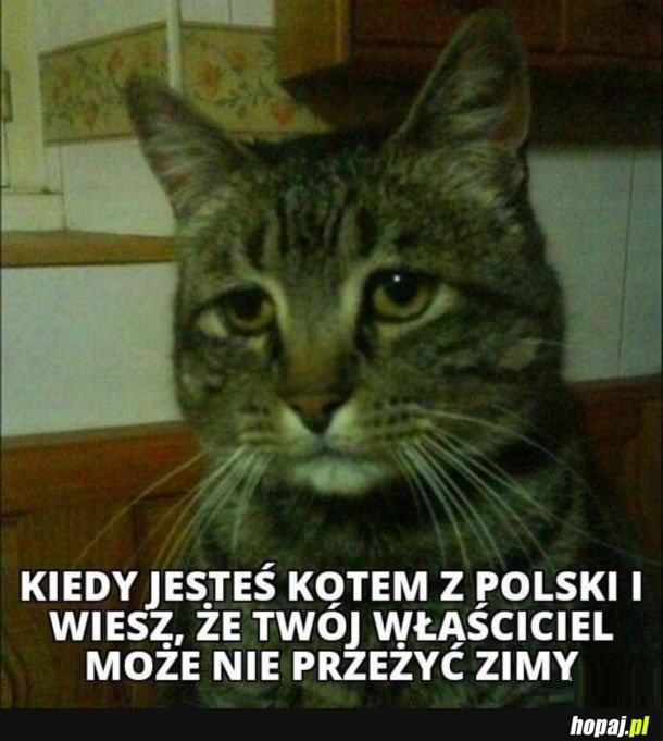Kiedy jesteś kotem z Polski