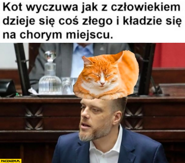 Gdyby to tak działało, to w sejmie mielibyśmy plagę kotów