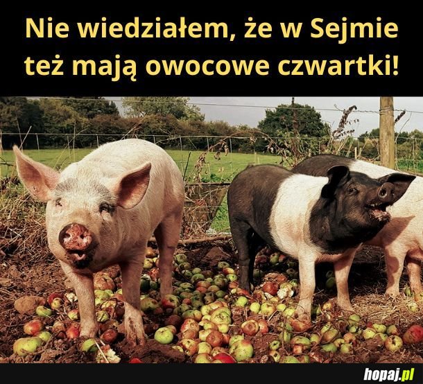 Owocowe czwartki w sejmie