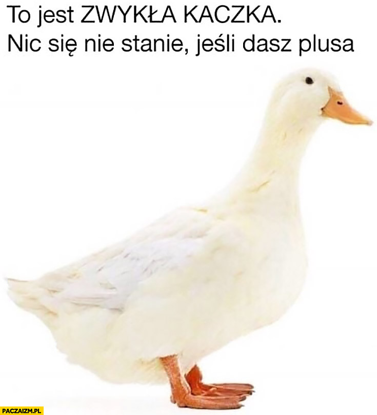 Zwykła kaczka