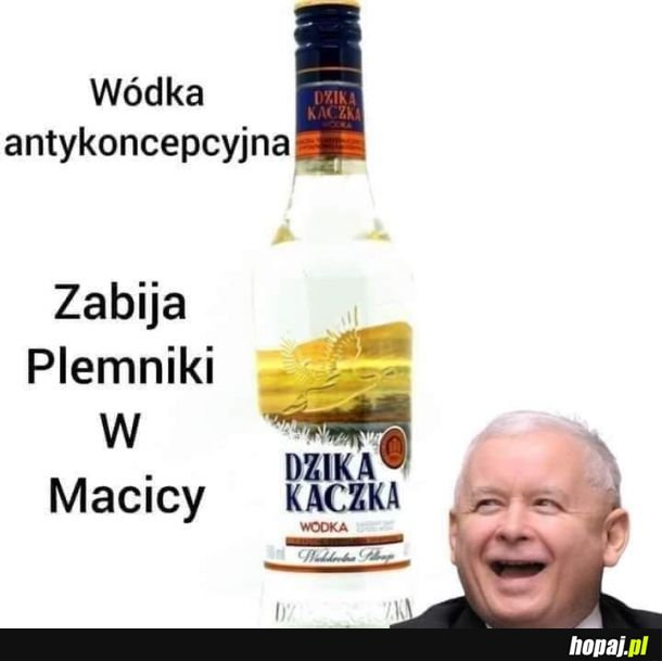 Dzika Kaczka