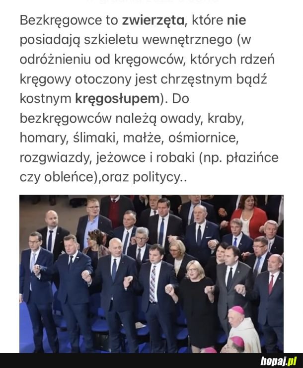 Bezkręgowce