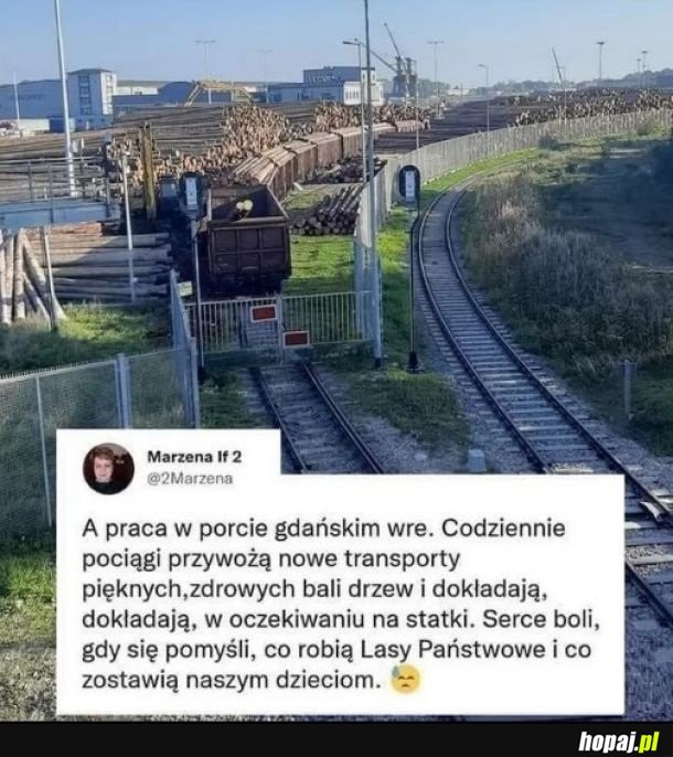 Za PełO Kaczyński mamlał, że nie wolno sprzedawać polskiego drewna