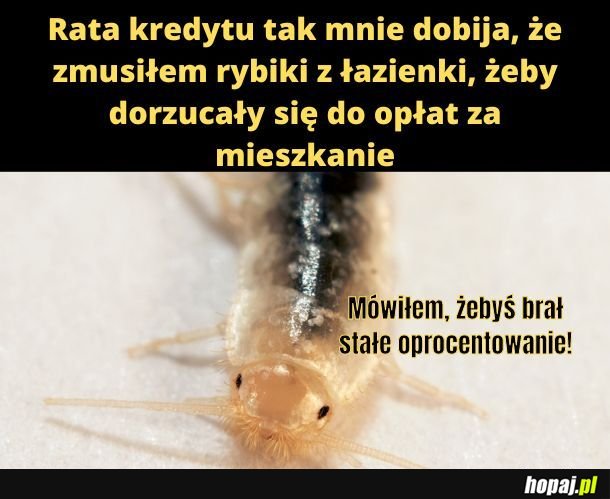 Rada rybika lepsza od rekomendacji Glapińskiego