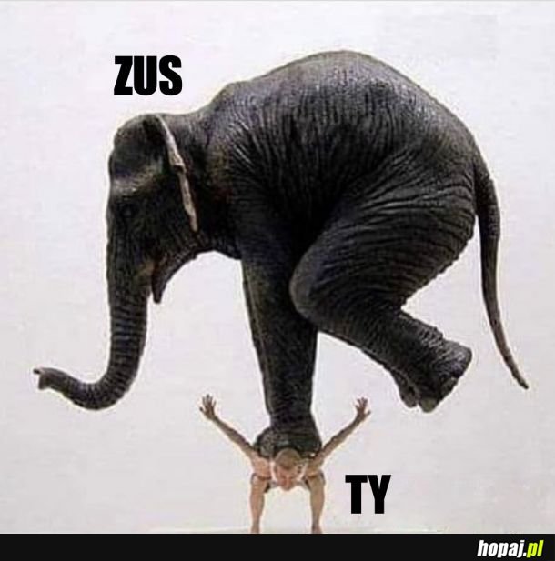 ZUS vs. Ty