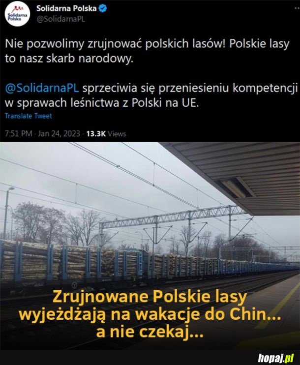 Zrujnowane polskie lasy