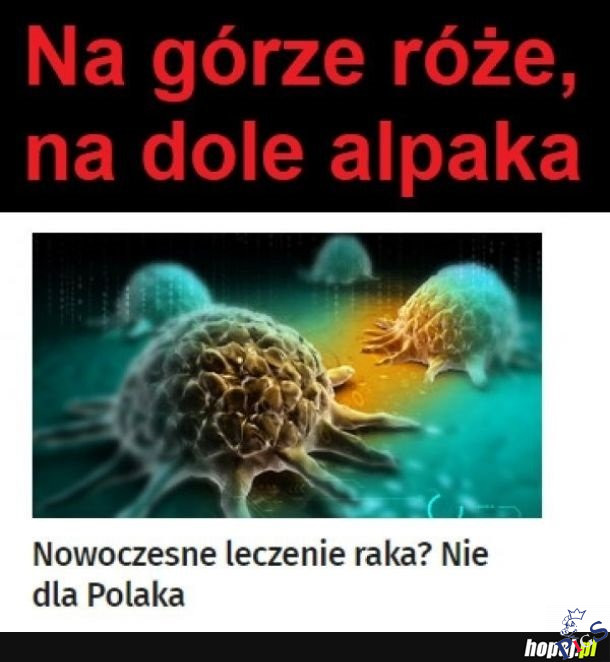Na górze róże, na dole alpaka