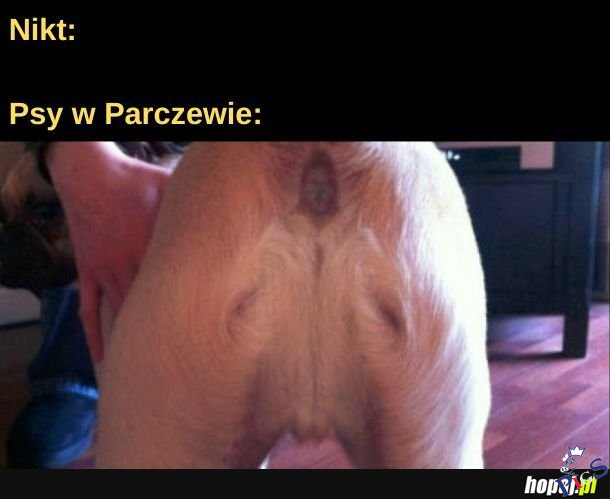 Parczewskie burki