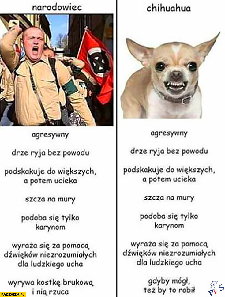 Narodowiec vs. chiuachua