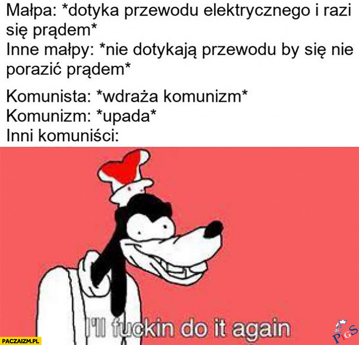 Polacy bywają głupsi od małpy