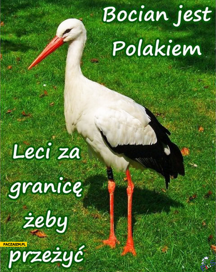 Bocian jest Polakiem