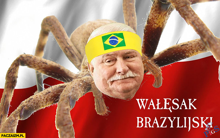 Wałęsak Brazylijski